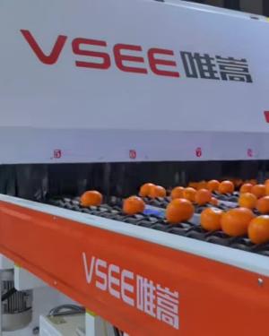 On-site live: 4-channel citrus optical sorter in action.